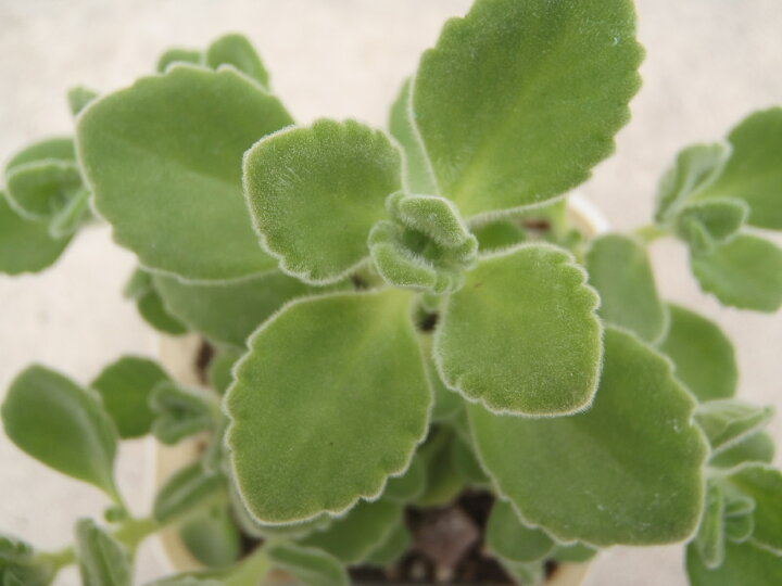 楽天市場 多肉植物 ハーブに近い多肉植物 プレクトランサス アロマティカス フラワーネット 日本花キ流通 楽天市場 多肉植物 ハーブに近い多肉植物 プレクトランサス アロマティカス フラワーネット 日本花キ流通
