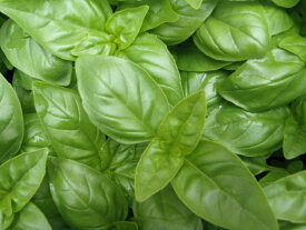 予約販売 スイートバジル 苗 4個セット 9cmポット ガーデニング ハーブ苗 Herb 4月中旬以降発送