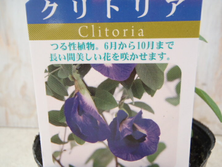 楽天市場 クリトリア 3個セット つる性植物 フラワーネット 日本花キ流通
