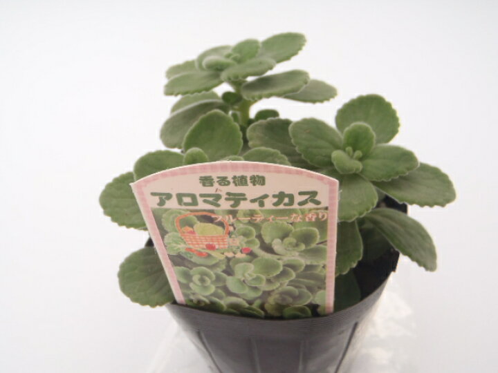 楽天市場 多肉植物 ハーブに近い多肉植物 プレクトランサス アロマティカス フラワーネット 日本花キ流通 楽天市場 多肉植物 ハーブに近い多肉植物 プレクトランサス アロマティカス フラワーネット 日本花キ流通
