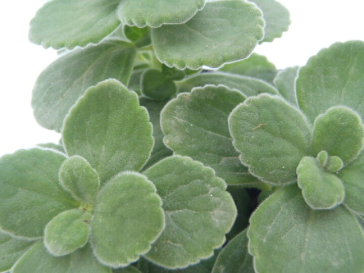 楽天市場 多肉植物 ハーブに近い多肉植物 プレクトランサス アロマティカス Herb フラワーネット 日本花キ流通