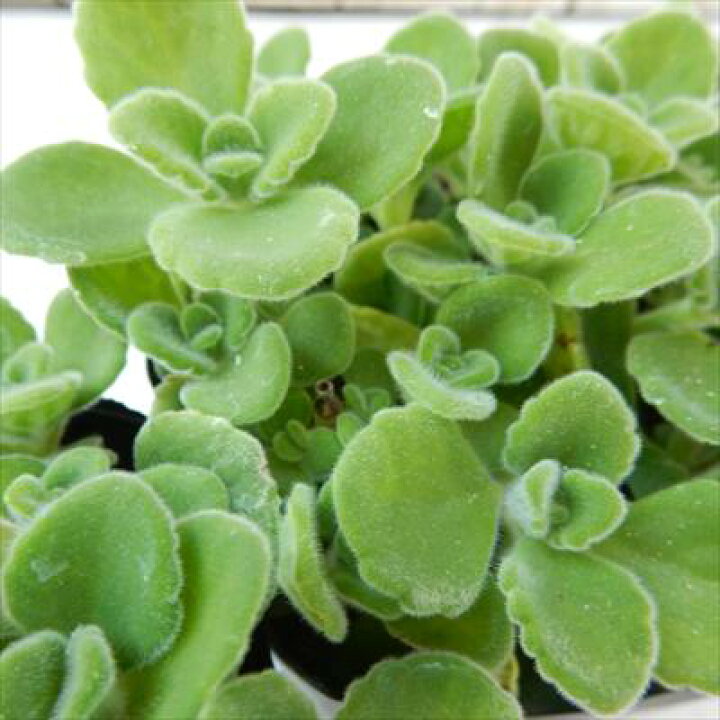 楽天市場 多肉植物 ハーブに近い多肉植物 プレクトランサス アロマティカス Herb フラワーネット 日本花キ流通