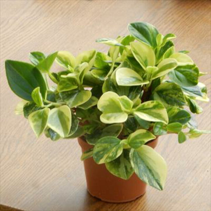 楽天市場 ペペロミア グラベラ 観葉植物 ミニ観葉 3号プラ鉢 フラワーネット 日本花キ流通 楽天市場 ペペロミア グラベラ 観葉植物 ミニ観葉 3号プラ鉢 フラワーネット 日本花キ流通