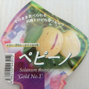 �\��̔� �y�s�[�m �S�[���hNo1 9cm�|�b�g ������ ��� ��� �c�� �ʎ��c 4����{�ȍ~����