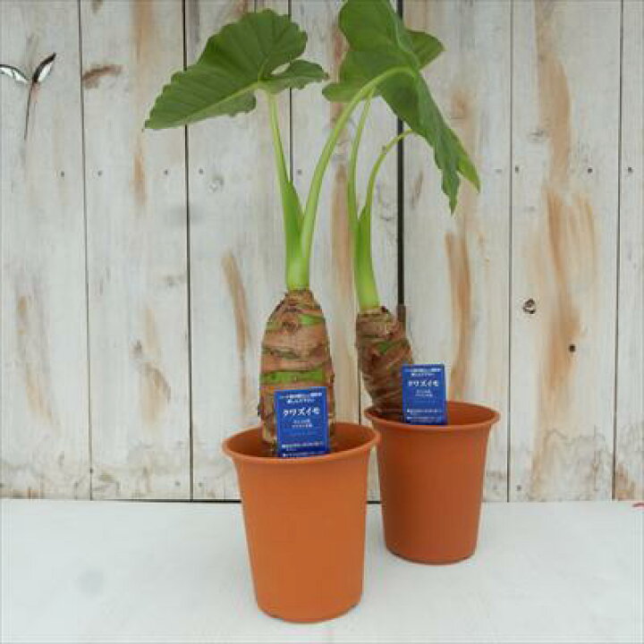 楽天市場 クワズイモ Alocasia Odora サトイモ科アロカシア属 常緑多年草 観葉植物 4号鉢 フラワーネット 日本花キ流通