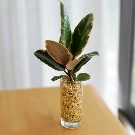 観葉植物 選べる観葉植物 ハイドロカルチャー ゼオライト ガラス容器 土を使わない 水耕栽培 観葉植物 小型 小さい 室内 贈り物 プレゼント インテリア おしゃれ