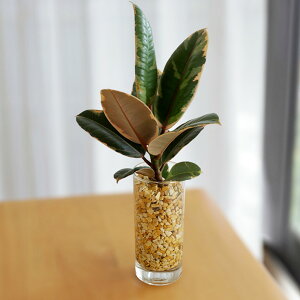 �ϗt�A�� �I�ׂ�ϗt�A�� �n�C�h���J���`���[ �[�I���C�g �K���X�e�� �y���g��Ȃ� ���k�͔| �ϗt�A�� ���^ ������ ���� ���蕨 �v���[���g �C���e���A �������