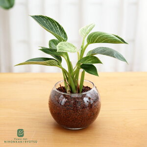 ϗtA Iׂ nChJ`[ nCh{[ KXe ygȂ k͔| Ă₷ S ^   蕨 v[g CeA  {ԃL