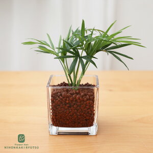 �ϗt�A�� �I�ׂ� �n�C�h���J���`���[ �n�C�h���{�[�� �K���X�e�� �y���g��Ȃ� ���k�͔| ��Ă₷�� ���S�� ���^ ������ ���� ���蕨 �v���[���g �C���e���A ������� ���{�ԃL����