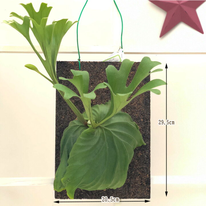 楽天市場 コウモリラン リドレイ プラティセリウム ビカクシダ 現品販売0623 03 観葉植物 おしゃれ インテリア フラワーネット 日本花キ流通