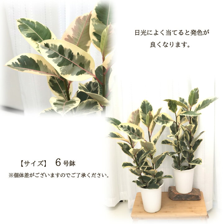 楽天市場】観葉植物 ゴムの木 フィカス ティネケ 6号鉢 送料無料 観葉 
