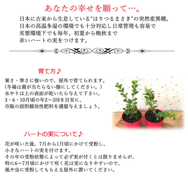 楽天市場 ハートが実る木 3号鉢 ハートの実 ハリツルマサキ 登録品種 フラワーネット 日本花キ流通 楽天市場 ハートが実る木 3号鉢 ハートの実 ハリツルマサキ 登録品種 フラワーネット 日本花キ流通