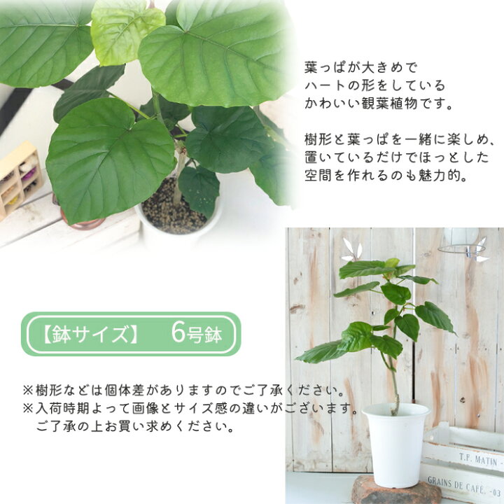 アレカヤシ 6号鉢 送料無料 観葉植物 苗 インテリア おしゃれ スーパーアレカ ヤシ 男女兼用