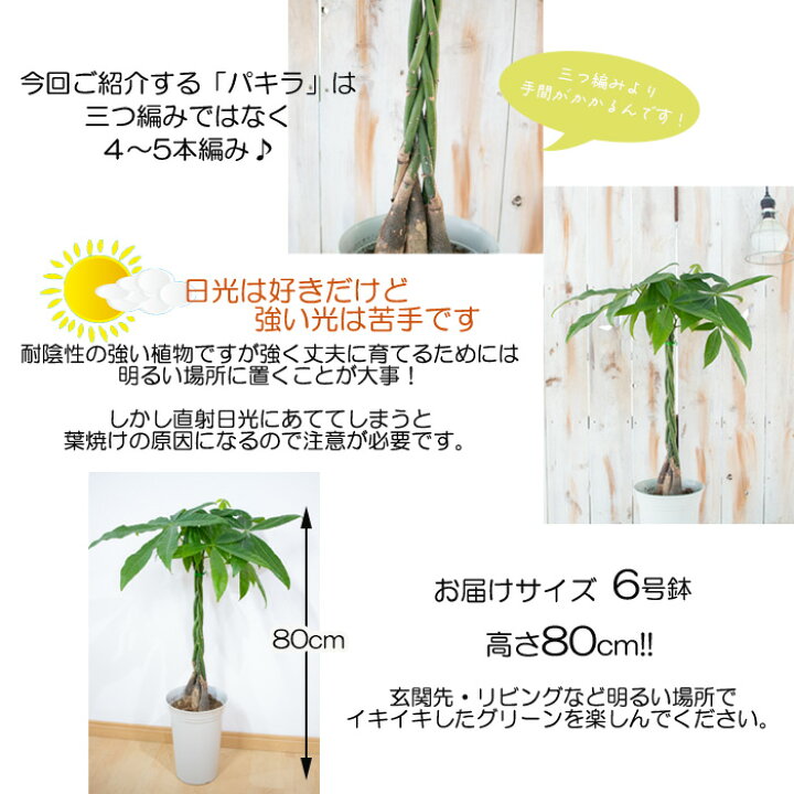 楽天市場 パキラ アクアティカ 編み込み6号鉢 送料無料 苗 観葉植物 インテリア おしゃれ フラワーネット 日本花キ流通