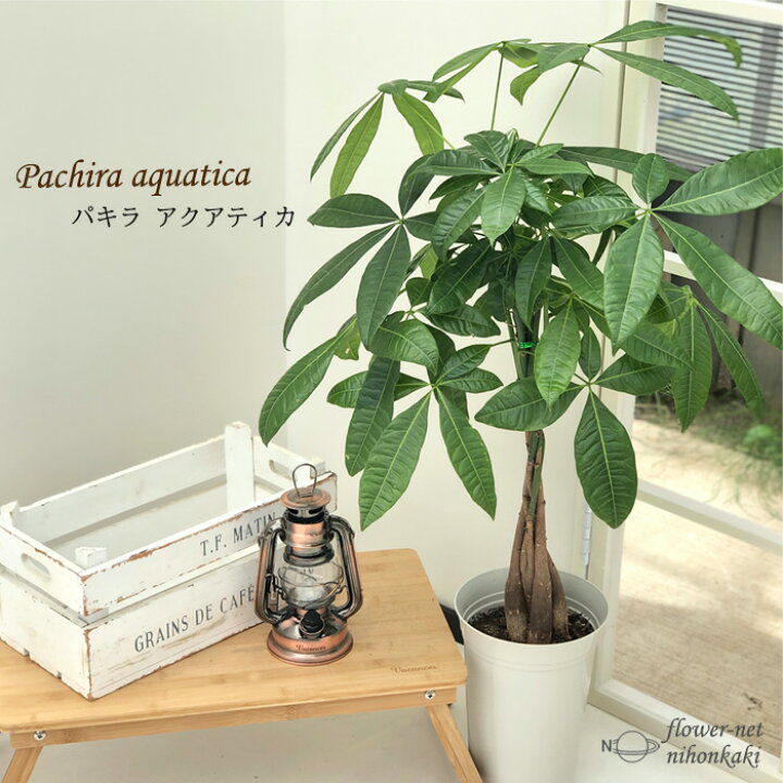 楽天市場 パキラ アクアティカ 6号鉢 送料無料 苗 観葉植物 インテリア おしゃれ フラワーネット 日本花キ流通