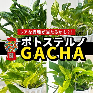 yyVX[p[Z[zϗtA |gX em K` 5 ݂蔫 ݂艺 nMO ϗtA  蕨 v[g CeA 