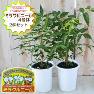 ニーム 苗 ミラクルニーム 2鉢セット 4号鉢 虫避け 虫除け ニームの木 ハーブ苗 Herb