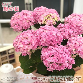 楽天市場 あじさい ごきげんようの通販