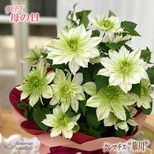 鉢 クレマチス 花 農業資材 ガーデニング用品の人気商品 通販 価格比較 価格 Com 鉢 クレマチス 花 農業資材 ガーデニング用品の人気商品 通販 価格比較 価格 Com