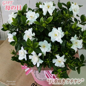 クチナシ 花 生花の人気商品 通販 価格比較 価格 Com