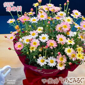 楽天市場 マーガレット 花の通販