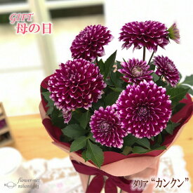 楽天市場 ダリア 鉢植えの通販