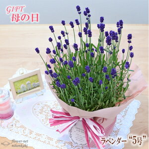 ラベンダー 鉢植え 生花の人気商品 通販 価格比較 価格 Com