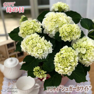 生花 アジサイ 鉢植えの人気商品 通販 価格比較 価格 Com