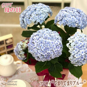 あじさい てまりてまりの通販 価格比較 価格 Com