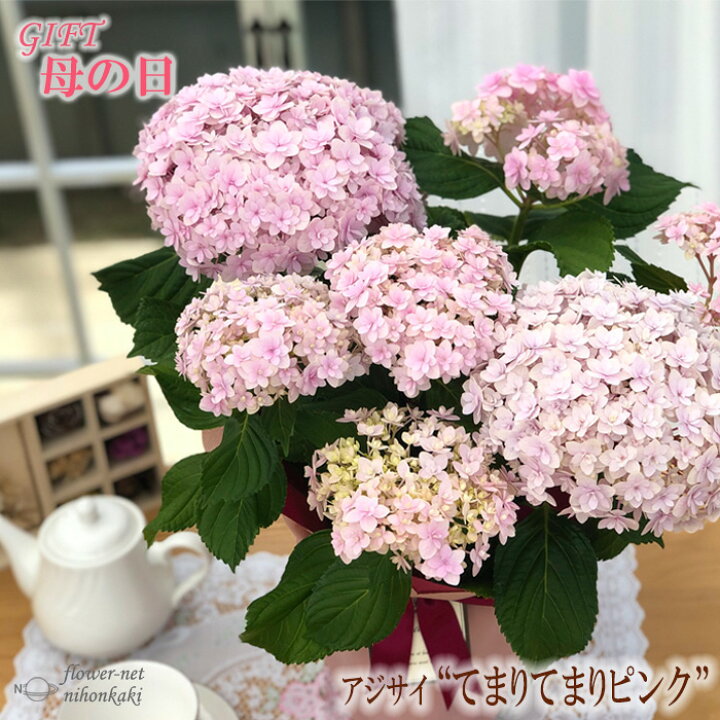 楽天市場 遅れてごめんね 母の日 ギフト アジサイ てまりてまりピンク5号鉢 送料無料 贈り物 プレゼント あじさい 紫陽花 花 鉢植え フラワーネット 日本花キ流通