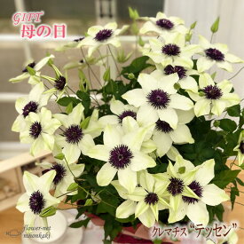楽天市場 クレマチス テッセン 花 観葉植物 花 ガーデン Diy の通販