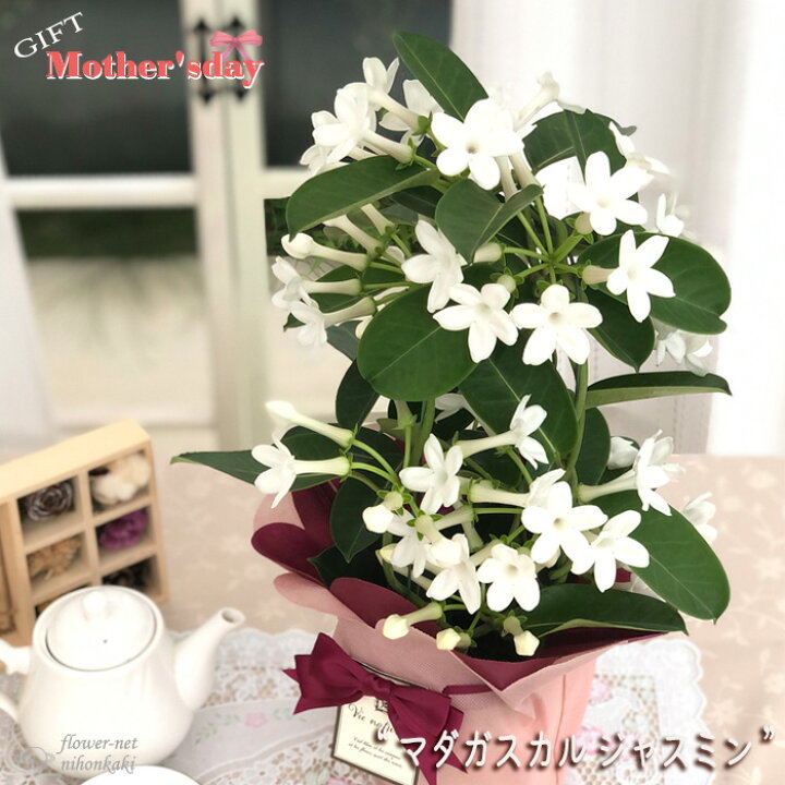 楽天市場 母の日 早割 マダガスカルジャスミン 4号鉢 送料無料 母の日ギフト 贈り物 プレゼント ジャスミン 花 鉢植え フラワーネット 日本花キ流通