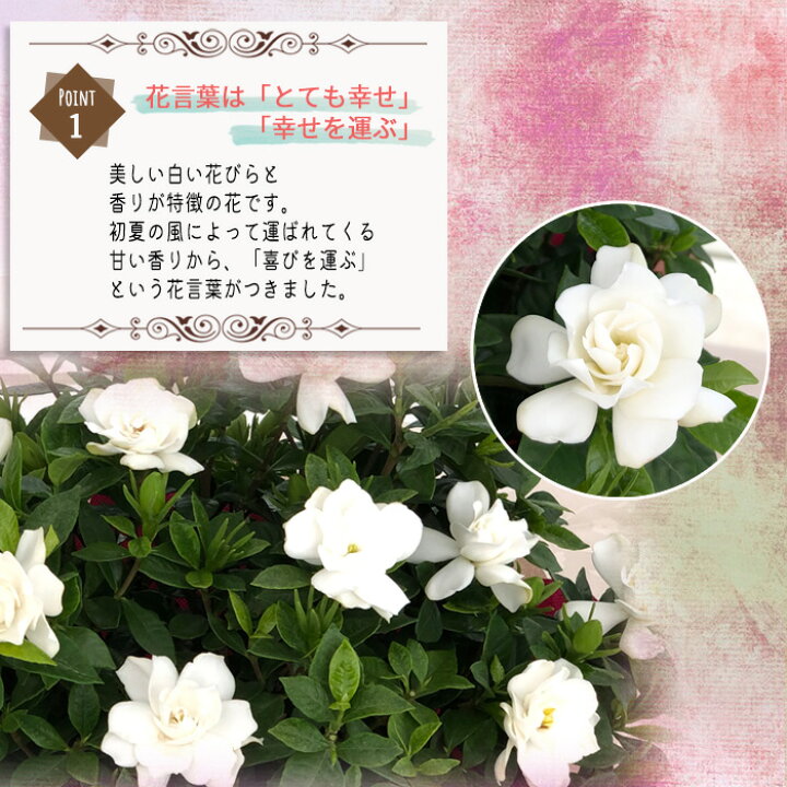 楽天市場 母の日 ガーデニア 八重咲きクチナシ 5号鉢 送料無料 母の日ギフト 贈り物 プレゼント 花 鉢植え フラワーネット 日本花キ流通