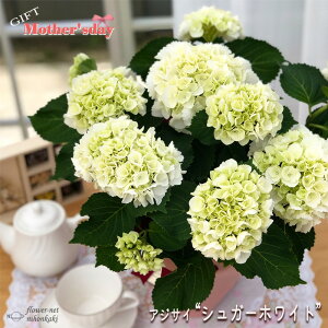生花 アジサイ 鉢植えの人気商品 通販 価格比較 価格 Com
