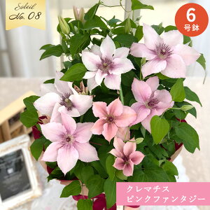 生花 マーガレットの人気商品・通販・価格比較 - 価格.com