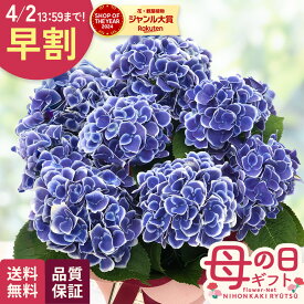 ＼ 早割 ／ 母の日 プレゼント アジサイ チボリブルー 5号鉢 送料無料 母の日ギフト 花 鉢植え あじさい 紫陽花 日本花キ流通