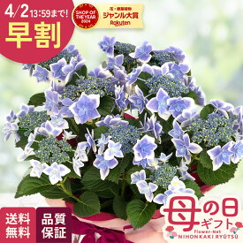 ＼ 早割 ／ 母の日 プレゼント アジサイ コンペイトウブルー 5号鉢 送料無料 母の日ギフト 花 鉢植え ガクアジサイ あじさい 紫陽花 日本花キ流通