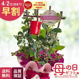 ＼ 早割 ／ 母の日 プレゼント ブルーベリー 大実系2品種植え 5号鉢 送料無料 母の日ギフト 花 鉢植え best 日本花キ流通