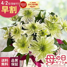 ＼ 早割 ／ 母の日 プレゼント クレマチス 華川 5号鉢 送料無料 母の日ギフト 花 鉢植え 日本花キ流通