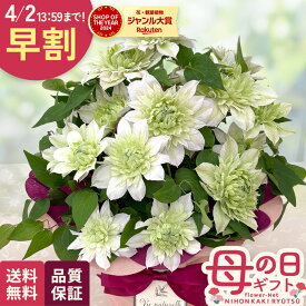 ＼ 早割 ／ 母の日 プレゼント クレマチス 花園 5号鉢 送料無料 母の日ギフト 花 鉢植え 日本花キ流通
