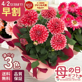 ＼ 早割 ／ 母の日 プレゼント 選べる ダリア 3色 5号鉢 送料無料 母の日ギフト 花 鉢植え best 日本花キ流通