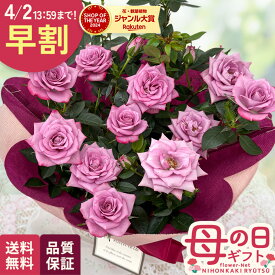 ＼ 早割 ／ 母の日 プレゼント ミニバラ ラベンダーコルダーナ 5号鉢 送料無料 母の日ギフト 花 鉢植え バラ 日本花キ流通