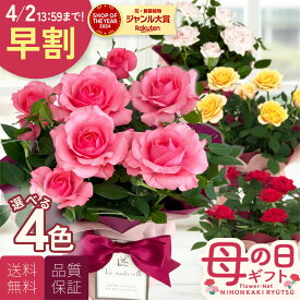 ＼ 早割 ／ 母の日 プレゼント 選べる ミニバラ スターローズ 4色 4号鉢 送料無料 母の日ギフト 花 鉢植え バラ 日本花キ流通