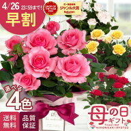 ＼ 早割 ／ 母の日 プレゼント 選べる ミニバラ スターローズ 4色 4号鉢 送料無料 母の日ギフト 花 鉢植…