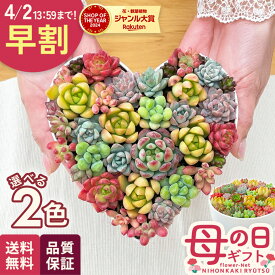 ＼ 早割 ／ 母の日 プレゼント 選べる 多肉植物 寄せ植え 柏屋商店 多肉ケーキ 観葉植物 ハート鉢 丸鉢 ギフト 送料無料 母の日ギフト 花 鉢植え 日本花キ流通