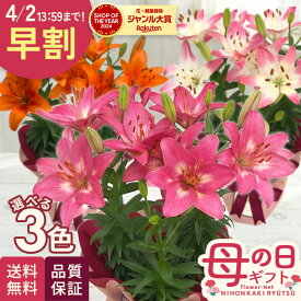 ＼ 早割 ／ 母の日 プレゼント 選べる ユリ 3色 5号鉢 送料無料 母の日ギフト 贈り物 プレゼント 百合 花 鉢植え best 日本花キ流通