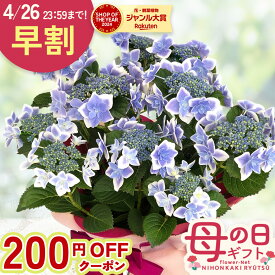 ＼先着200円OFF／ 早割 母の日 プレゼント アジサイ コンペイトウブルー 5号鉢 送料無料 母の日ギフト 花 鉢植え ガクアジサイ あじさい 紫陽花 日本花キ流通