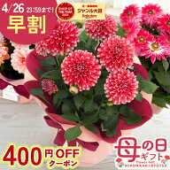 早割 ★先着400円OFF★ 母の日 プレゼント ダリア 選べる 3色 5号鉢 送料無料 母の日ギフト 花 鉢植え be…