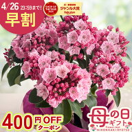 早割 ★先着400円OFF★ 母の日 プレゼント カルミア ピンクボール 5号鉢 送料無料 母の日ギフト 花 鉢植…