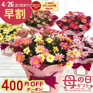 早割 ★先着400円OFF★ 母の日 プレゼント マーガレット 選べる 5色 5号鉢 送料無料 母の日ギフト 花 鉢…